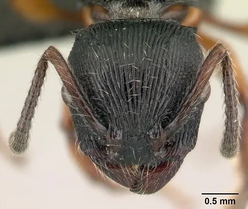 Terataner alluaudi specimen CASENT0095826 image casent0095826_2
