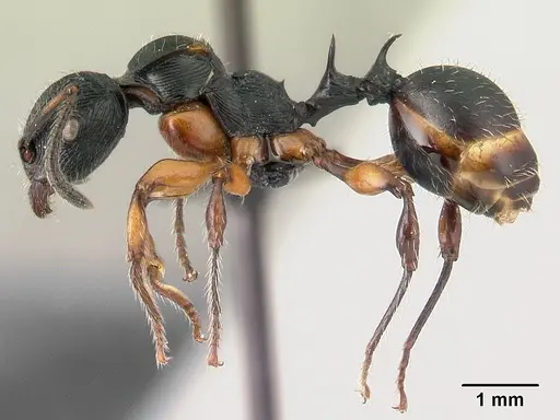 Terataner alluaudi specimen CASENT0095826 image casent0095826_3