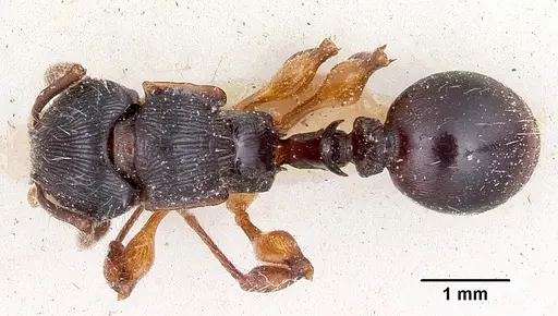 Terataner alluaudi specimen CASENT0101696 image casent0101696_1