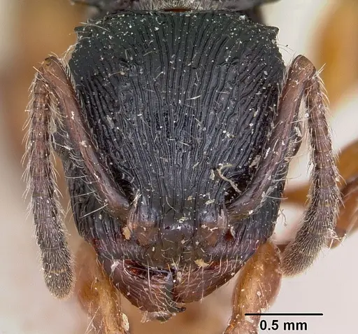 Terataner alluaudi specimen CASENT0101696 image casent0101696_2
