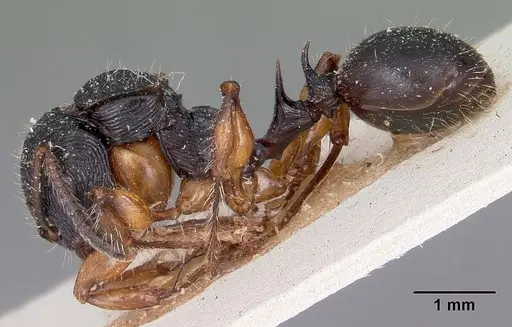 Terataner alluaudi specimen CASENT0101696 image casent0101696_3