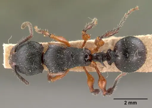 Terataner alluaudi specimen CASENT0102047 image casent0102047_1