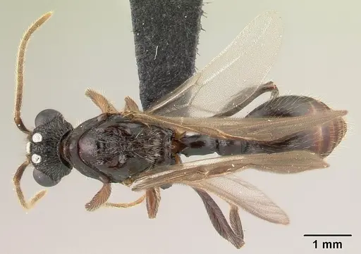 Terataner alluaudi specimen CASENT0496102 image casent0496102_1