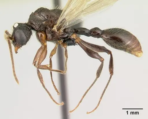 Terataner alluaudi specimen CASENT0496102 image casent0496102_3