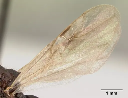 Terataner alluaudi specimen CASENT0496102 image casent0496102_4
