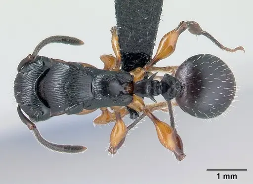 Terataner alluaudi specimen CASENT0499163 image casent0499163_1