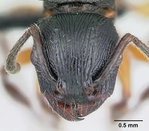 Terataner alluaudi specimen CASENT0499163 image casent0499163_2