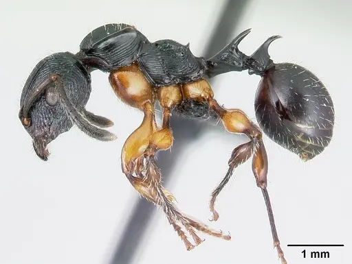 Terataner alluaudi specimen CASENT0499163 image casent0499163_3