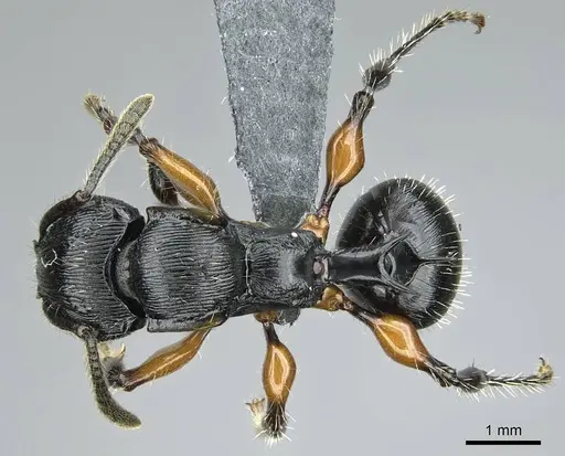 Terataner alluaudi specimen CASENT0840848 image casent0840848_1