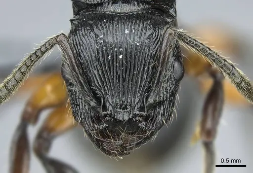 Terataner alluaudi specimen CASENT0840848 image casent0840848_2