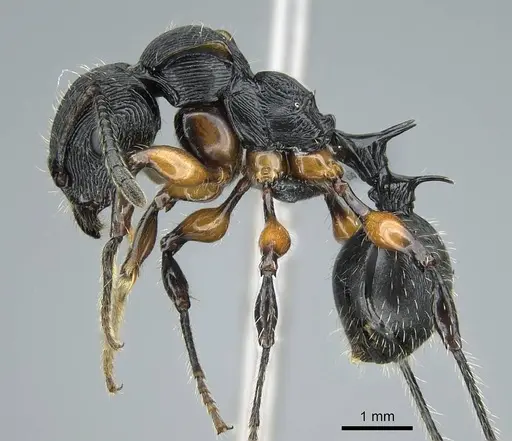 Terataner alluaudi specimen CASENT0840848 image casent0840848_3