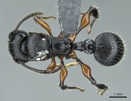 Terataner alluaudi specimen CASENT0840849 image casent0840849_1