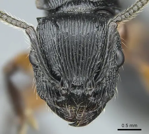 Terataner alluaudi specimen CASENT0840849 image casent0840849_2