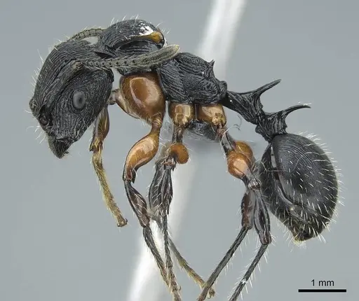 Terataner alluaudi specimen CASENT0840849 image casent0840849_3