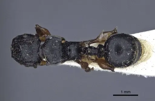 Terataner alluaudi specimen CASENT0916661 image casent0916661_1