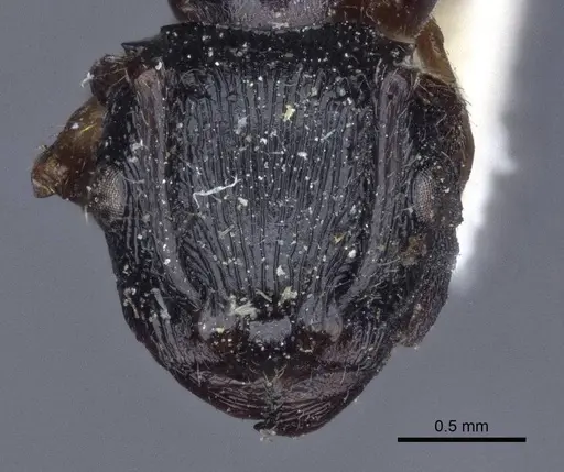 Terataner alluaudi specimen CASENT0916661 image casent0916661_2