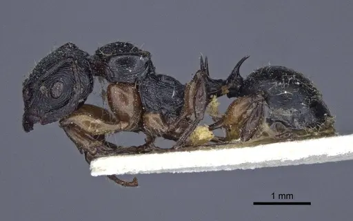 Terataner alluaudi specimen CASENT0916661 image casent0916661_3