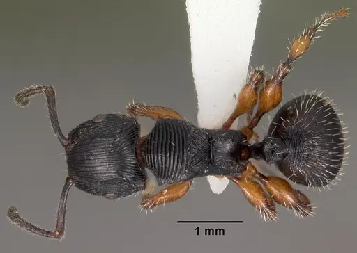Terataner balrog specimen CASENT0102245 image casent0102245_1