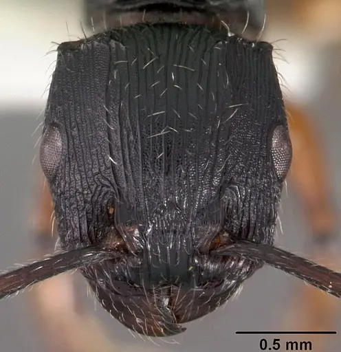 Terataner balrog specimen CASENT0102245 image casent0102245_2