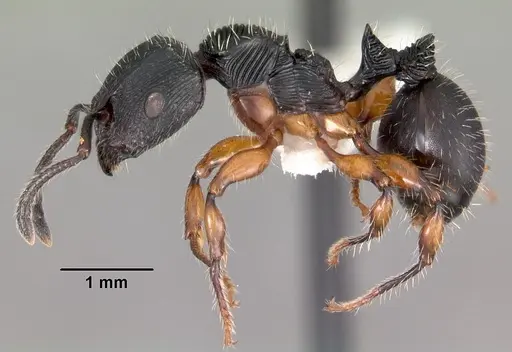 Terataner balrog specimen CASENT0102245 image casent0102245_3