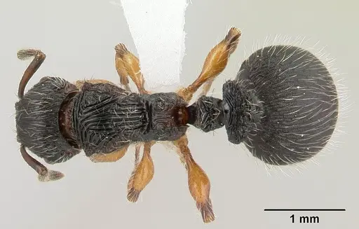 Terataner balrog specimen CASENT0426614 image casent0426614_1