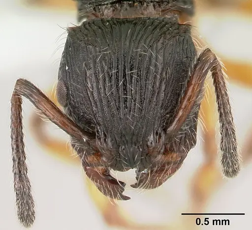 Terataner balrog specimen CASENT0426614 image casent0426614_3