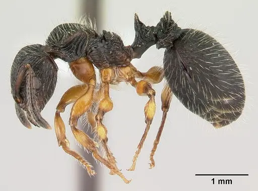 Terataner balrog specimen CASENT0426614 image casent0426614_5