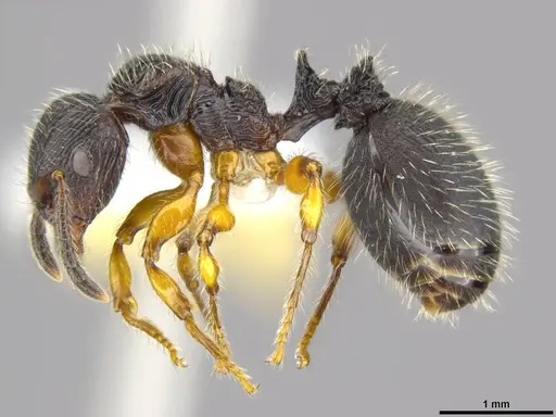 Terataner balrog specimen CASENT0426614 image casent0426614_6