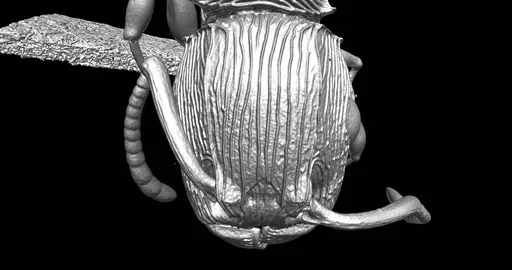 Terataner balrog specimen CASENT0472559 image casent0472559_4