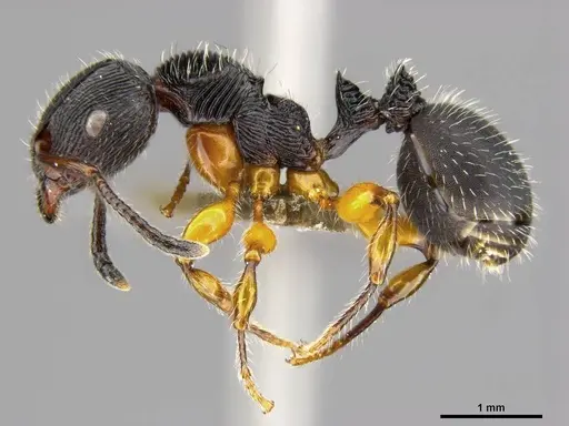Terataner balrog specimen CASENT0472559 image casent0472559_5