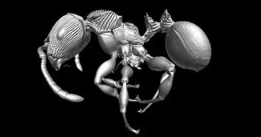 Terataner balrog specimen CASENT0472559 image casent0472559_6