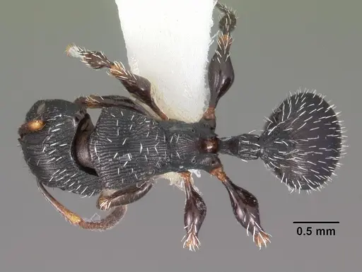 Terataner bottegoi specimen CASENT0102227 image casent0102227_1