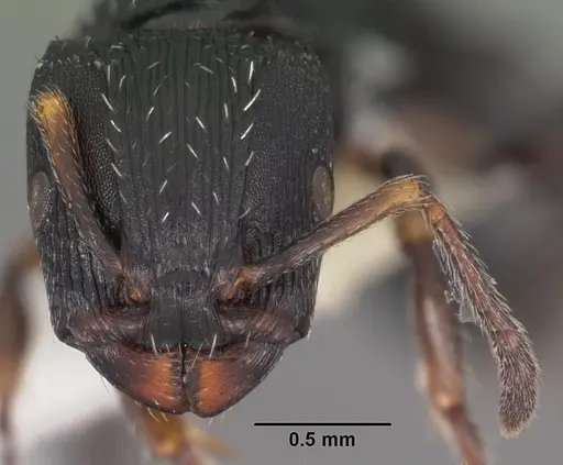 Terataner bottegoi specimen CASENT0102227 image casent0102227_2