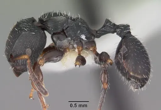 Terataner bottegoi specimen CASENT0102227 image casent0102227_3