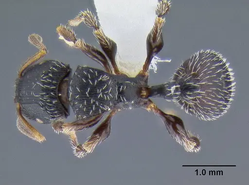 Terataner bottegoi specimen CASENT0106298 image casent0106298_1