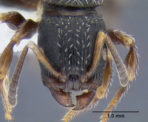 Terataner bottegoi specimen CASENT0106298 image casent0106298_2