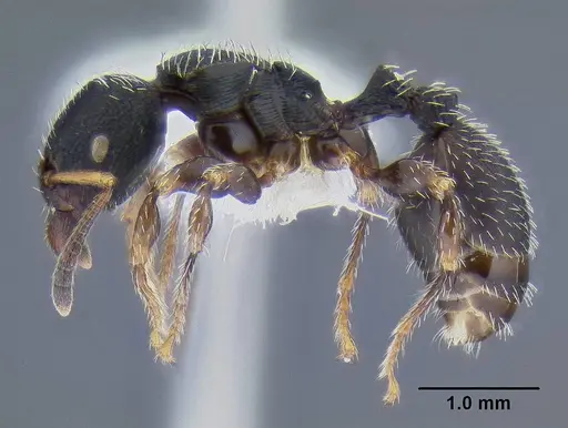 Terataner bottegoi specimen CASENT0106298 image casent0106298_3