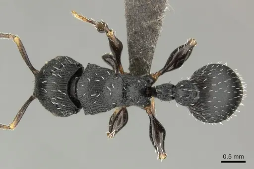 Terataner bottegoi specimen CASENT0235739 image casent0235739_1