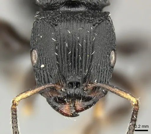Terataner bottegoi specimen CASENT0235739 image casent0235739_2