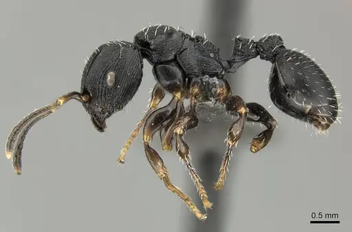 Terataner bottegoi specimen CASENT0235739 image casent0235739_3