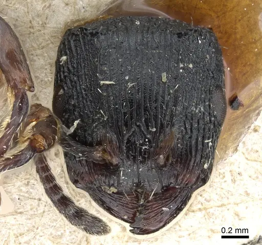 Terataner bottegoi specimen CASENT0905752 image casent0905752_1