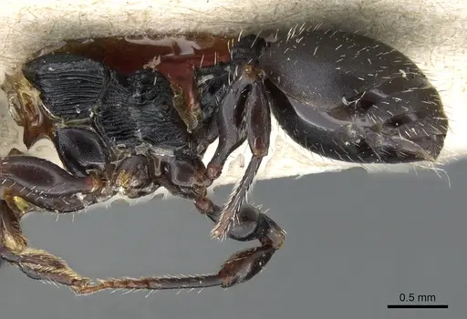 Terataner bottegoi specimen CASENT0905752 image casent0905752_2