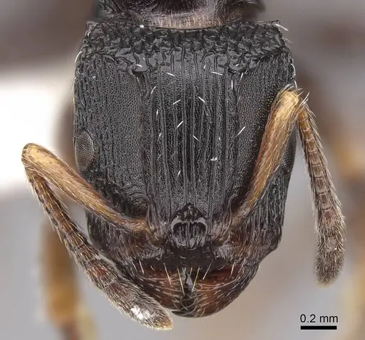 Terataner bottegoi specimen CASENT0922903 image casent0922903_2