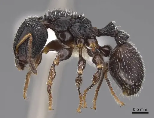 Terataner bottegoi specimen CASENT0922903 image casent0922903_3