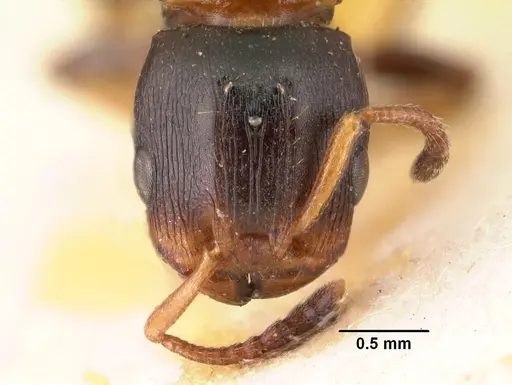 Terataner elegans specimen CASENT0101456 image casent0101456_2