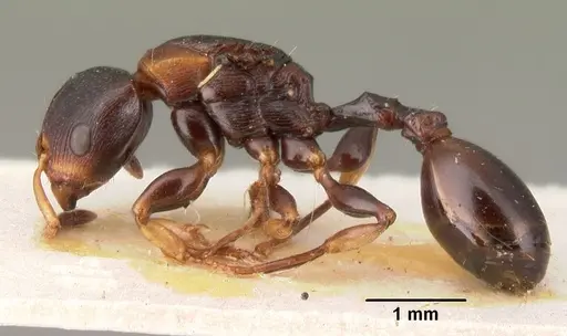 Terataner elegans specimen CASENT0101456 image casent0101456_3