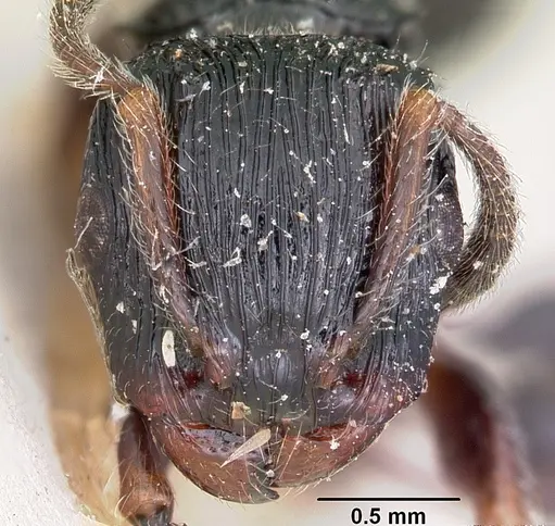 Terataner foreli specimen CASENT0101703 image casent0101703_2