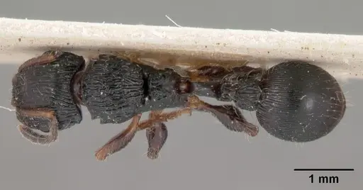 Terataner foreli specimen CASENT0102093 image casent0102093_1