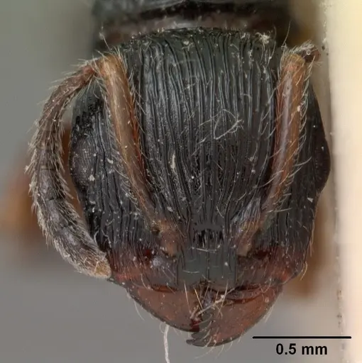 Terataner foreli specimen CASENT0102093 image casent0102093_2