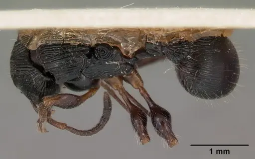 Terataner foreli specimen CASENT0102136 image casent0102136_1